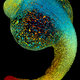 Image for article titled The Astounding And Horrific World As Seen Under A Microscope
